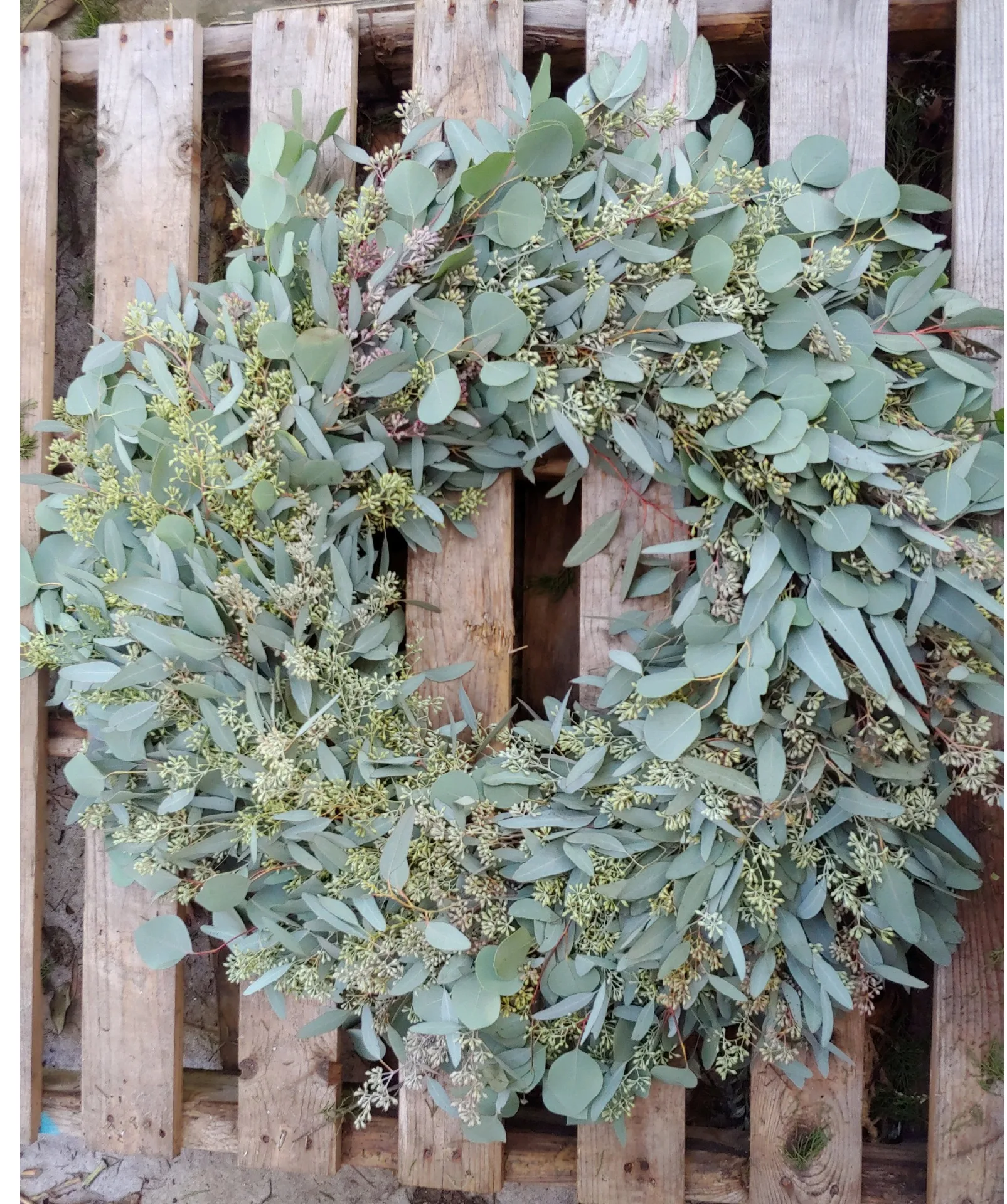 Seeded-Silver Dollar Eucalyptus Wreath Wreath Seeded-Silver Dollar Eucalyptus Wreath Wreath