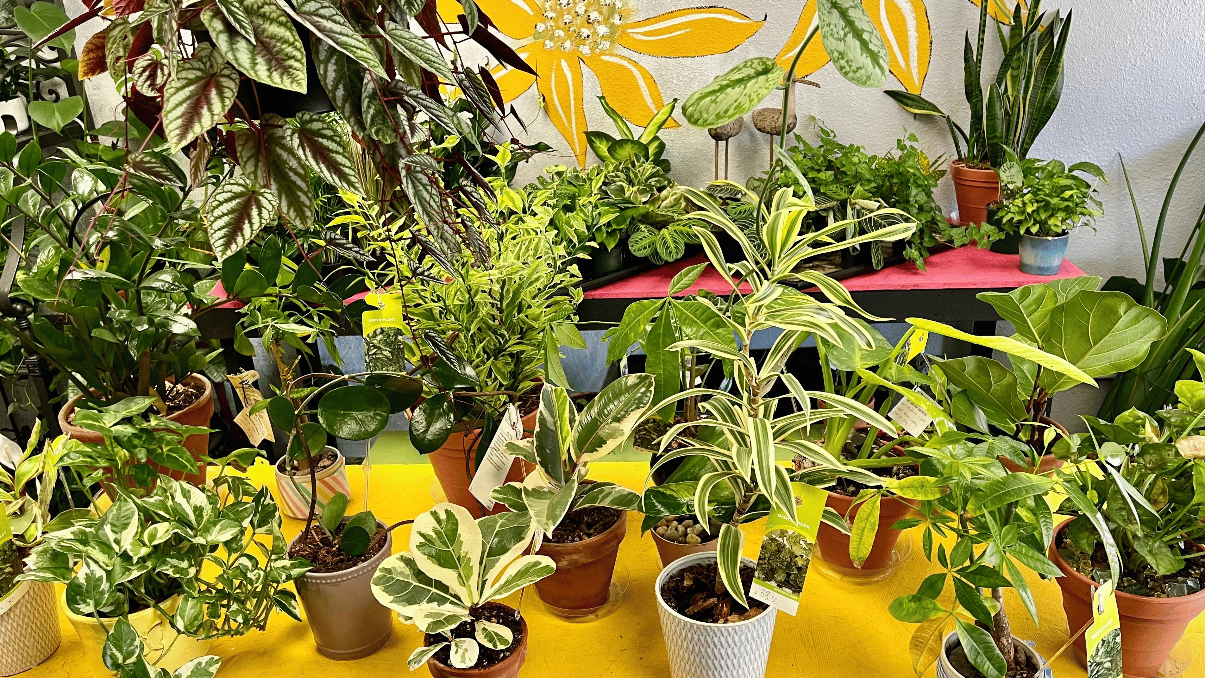 Plants collection