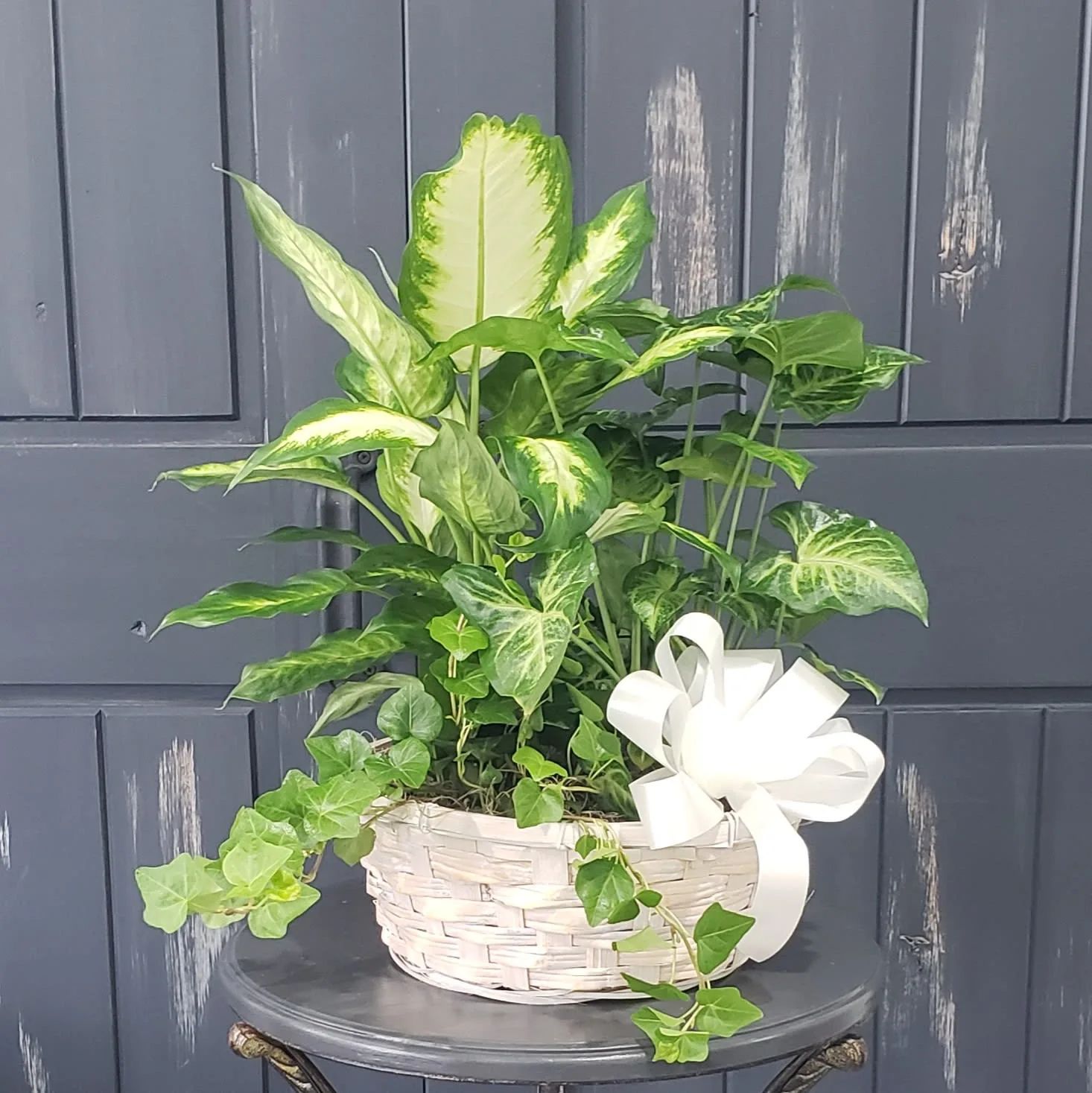Medium Dish Garden for Mora MN