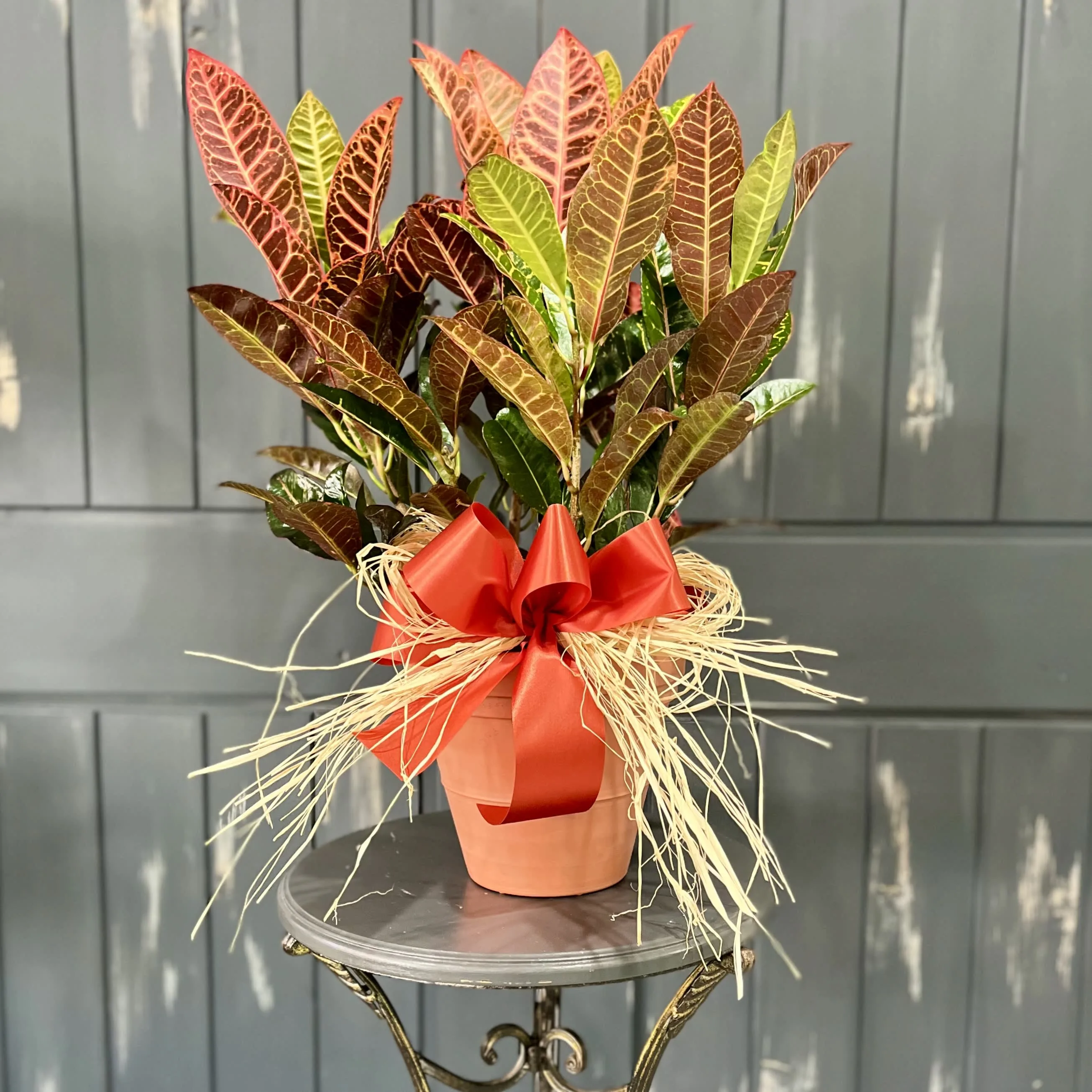 Colorful Croton for Mora MN Colorful Croton for Mora MN