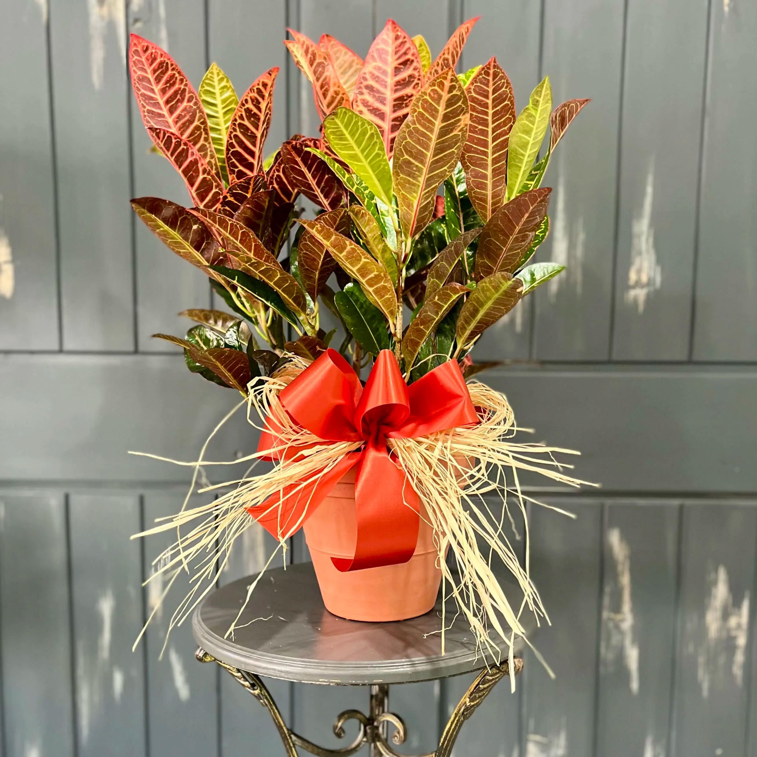 Colorful Croton for Mora MN