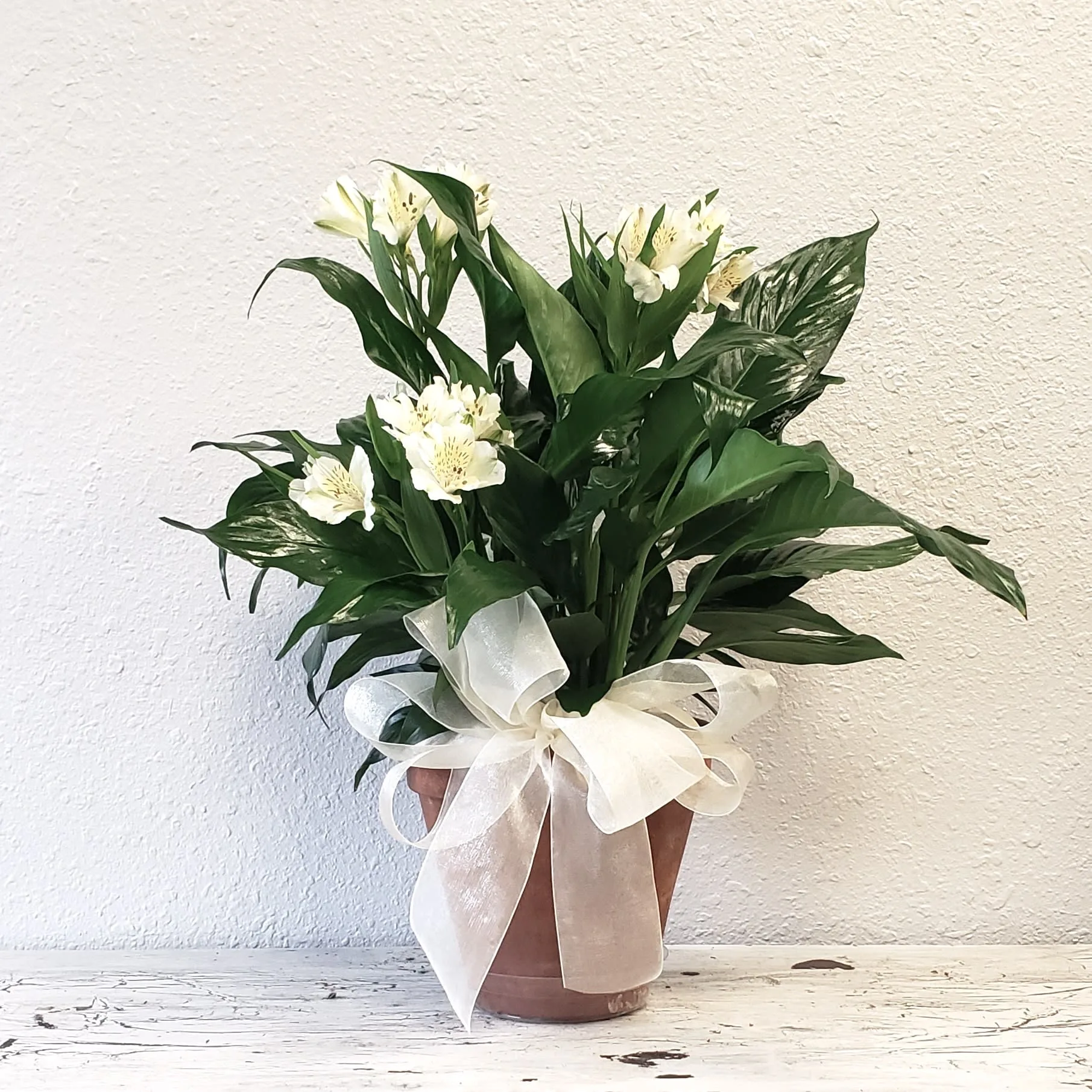 Peace Lily with Cut Alstroemeria Accent Flowers for Mora MN Peace Lily with Cut Alstroemeria Accent Flowers for Mora MN