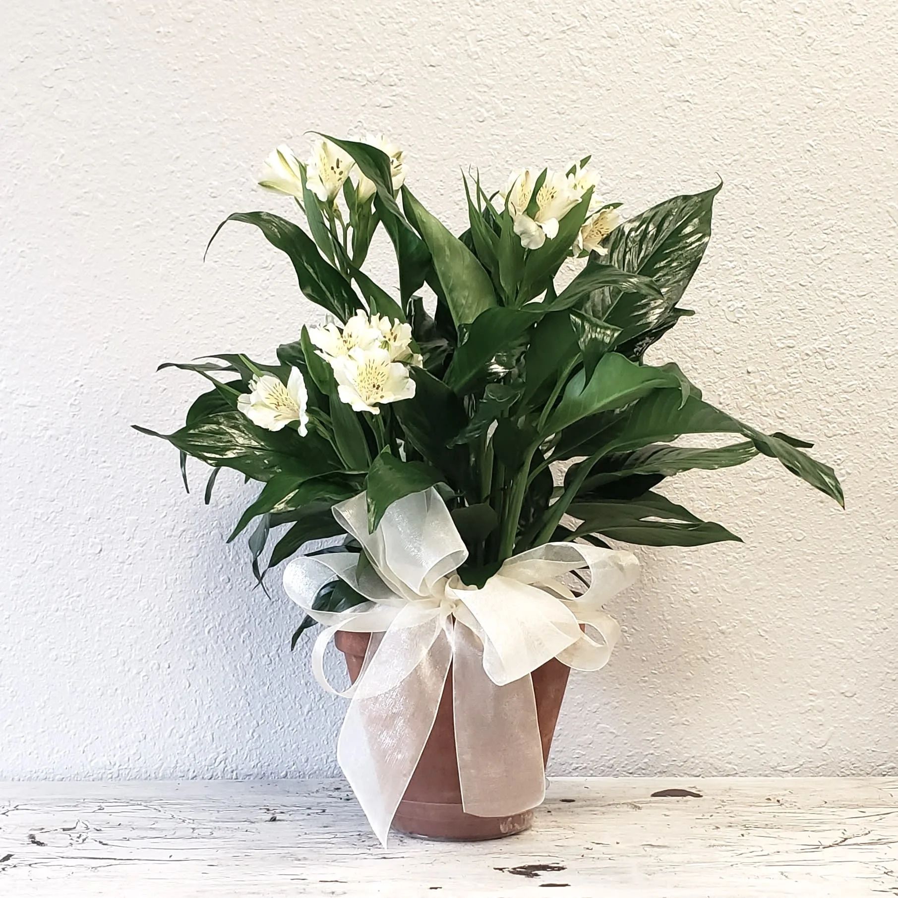 Peace Lily with Cut Alstroemeria Accent Flowers for Mora MN