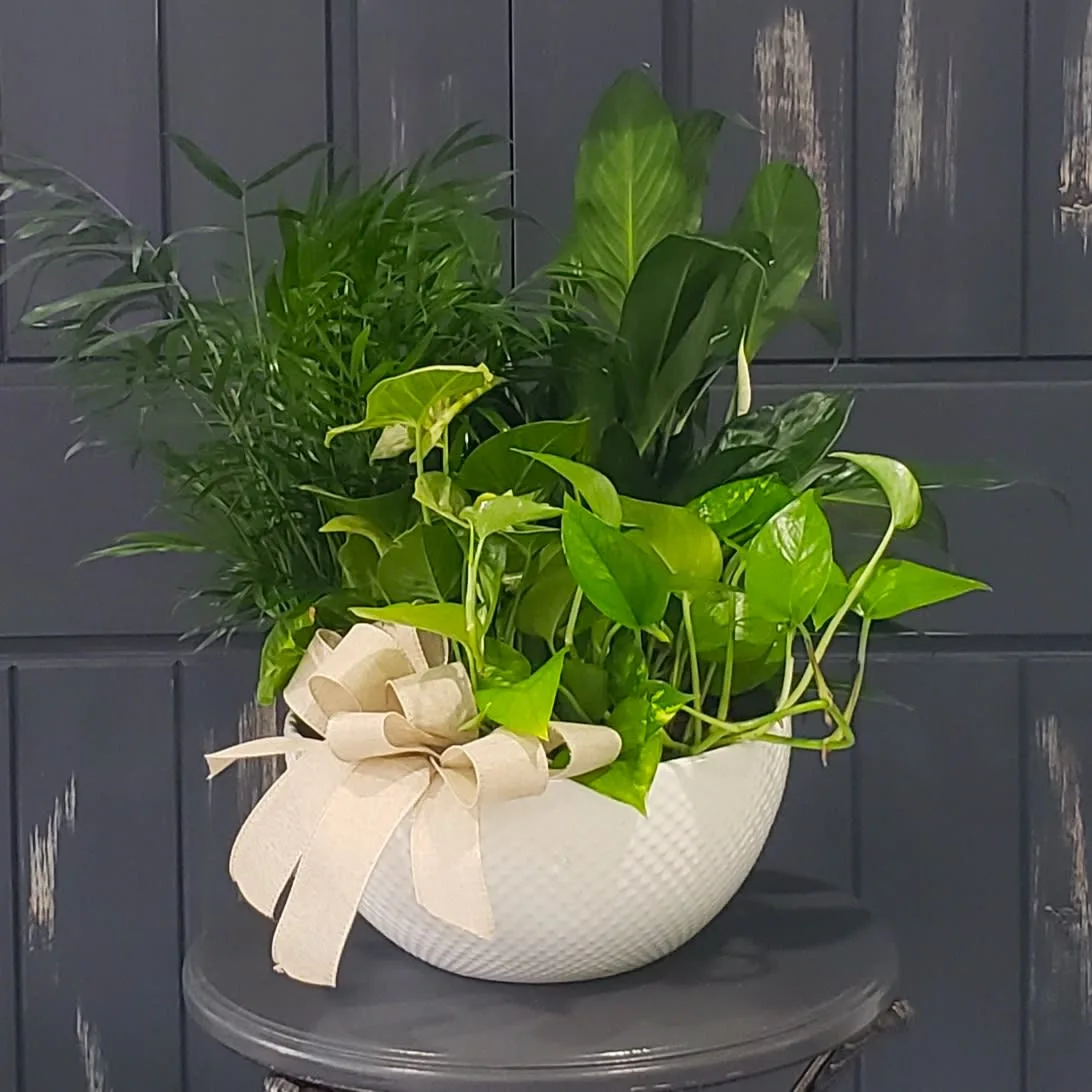 Premium White Dish Garden for Mora MN Premium White Dish Garden for Mora MN