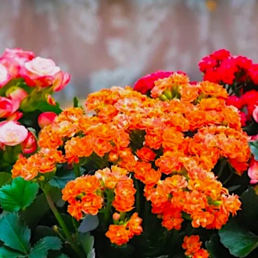 Indoor Blooming Plant Our Best Choice for Mora MN Indoor Blooming Plant Our Best Choice for Mora MN