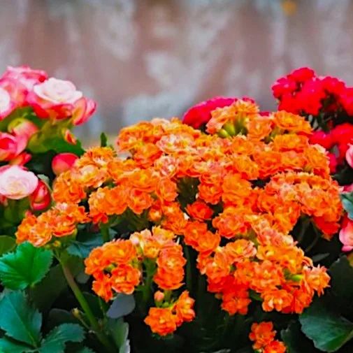 Indoor Blooming Plant Our Best Choice for Mora MN