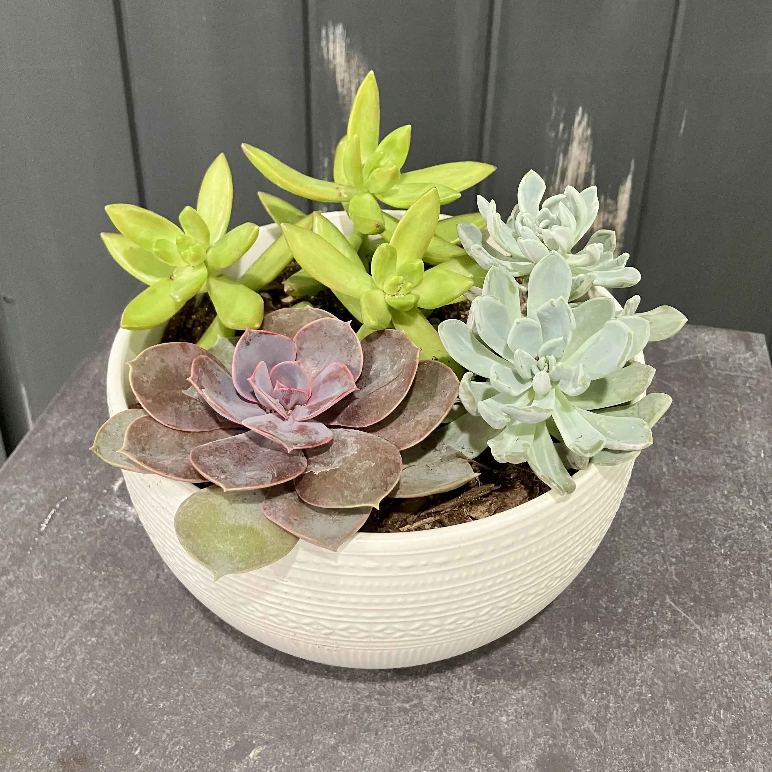 White succulent dish garden for Mora MN White succulent dish garden for Mora MN