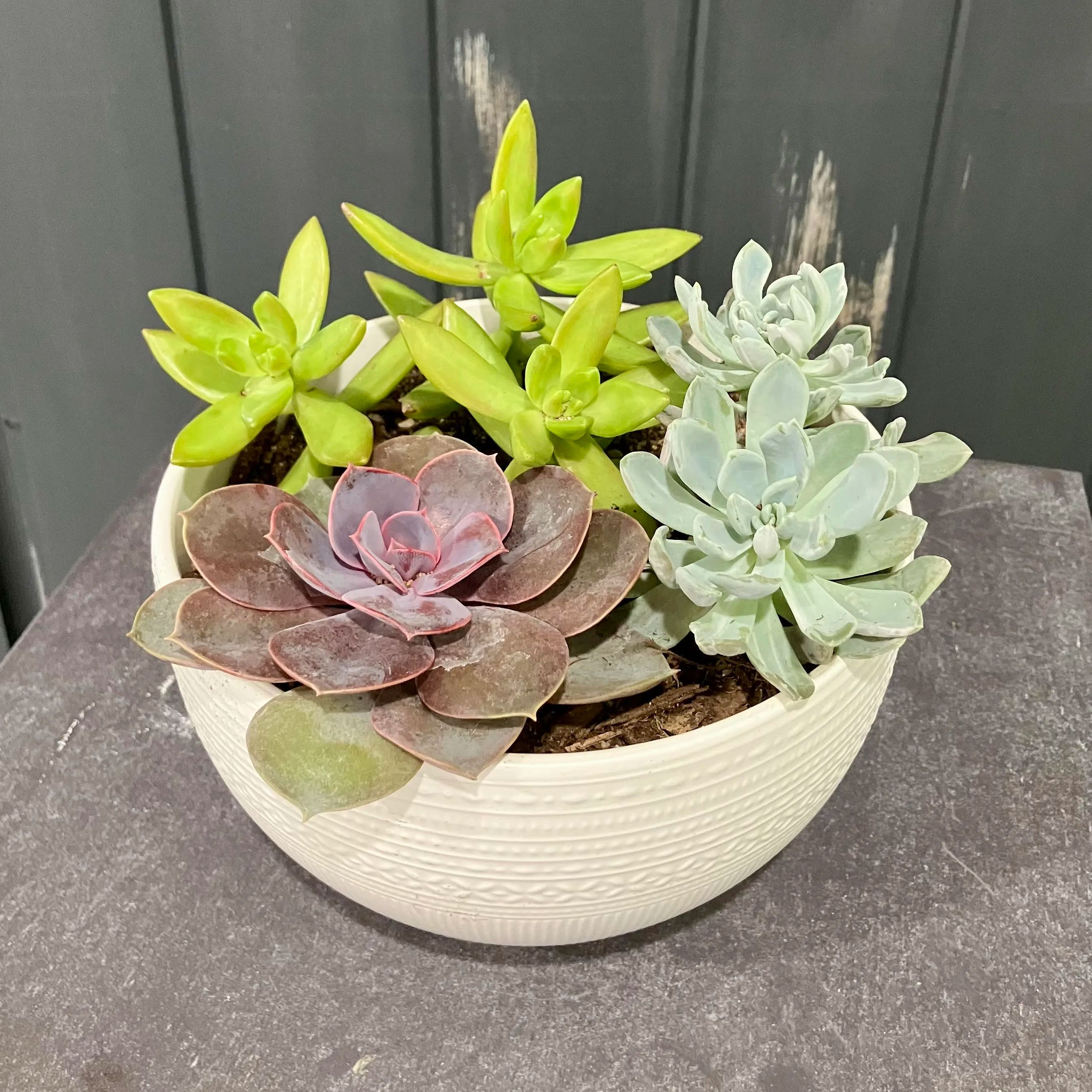 White succulent dish garden for Mora MN