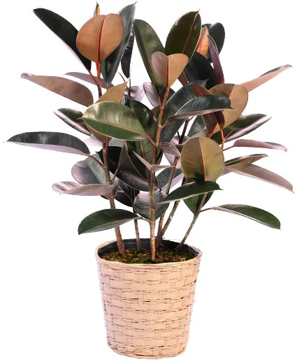 Rubber Plant Rubber Plant