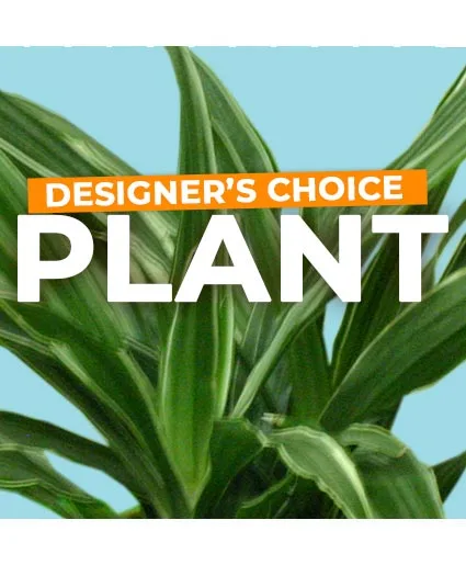 Designer's Choice Plant Designer's Choice Plant