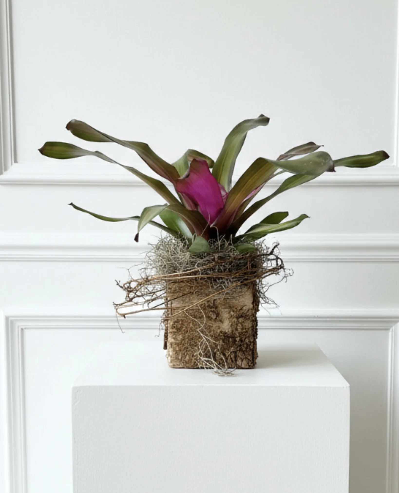 Study in Texture Bromeliad Box Study in Texture Bromeliad Box