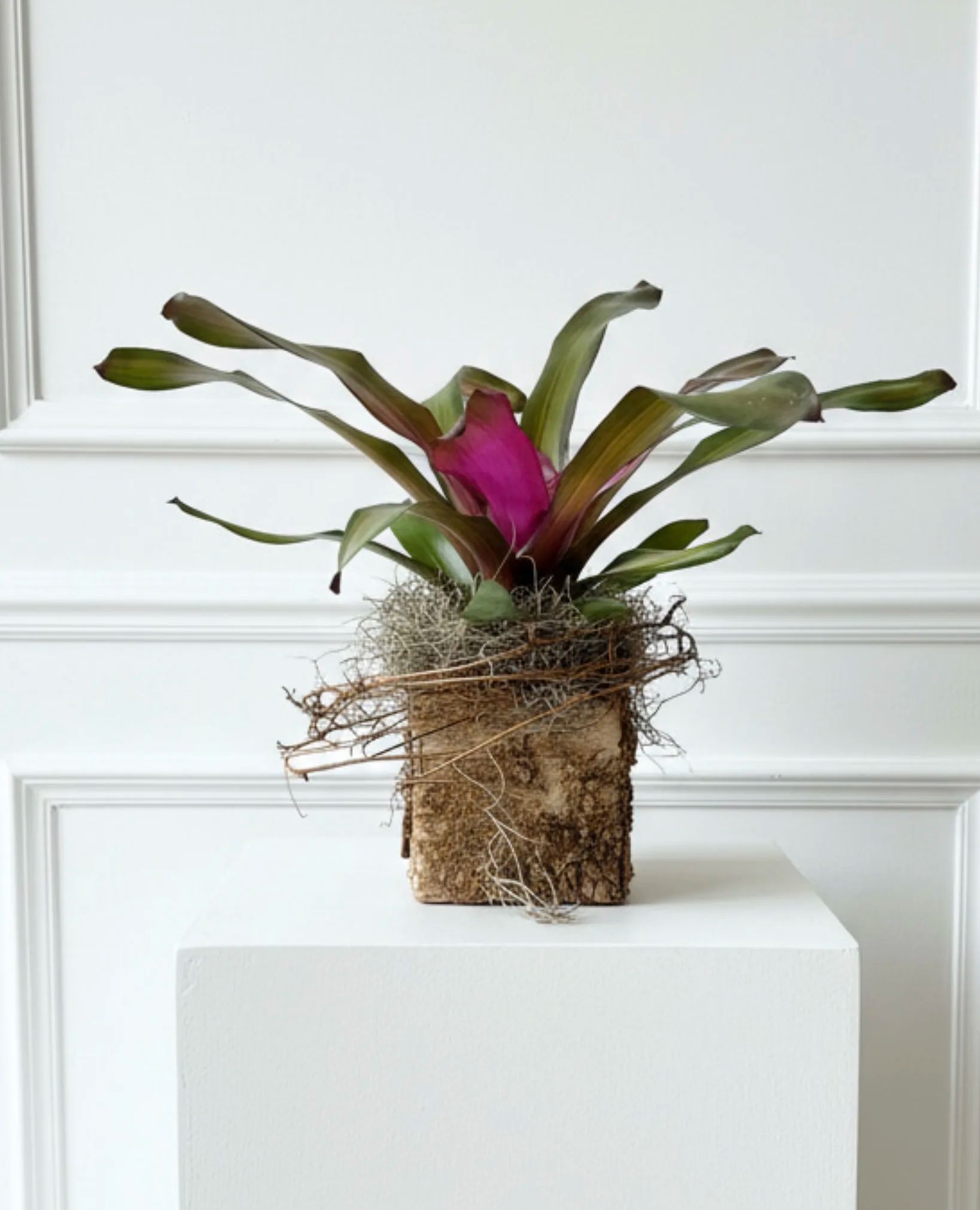 Study in Texture Bromeliad Box