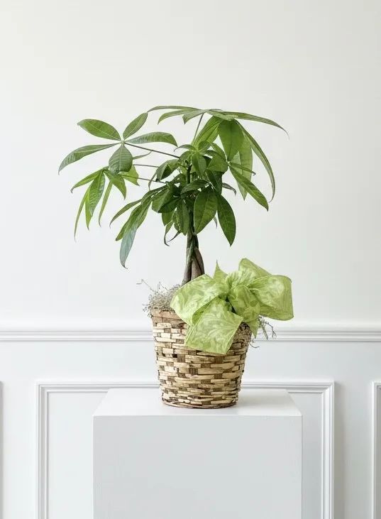 Braided Money Plant