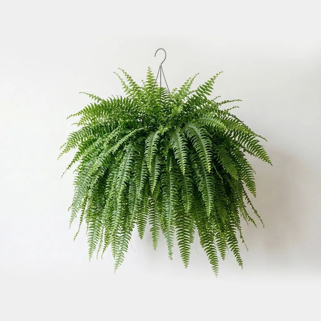Plant Subscription