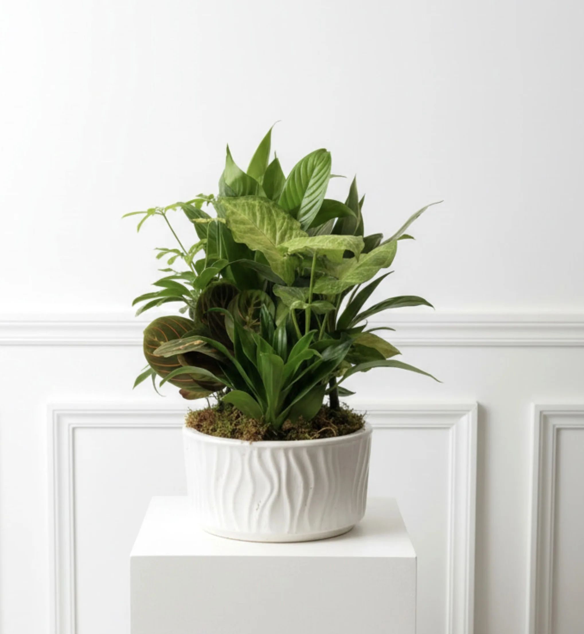 Comforting Greens 8" ceramic dish garden