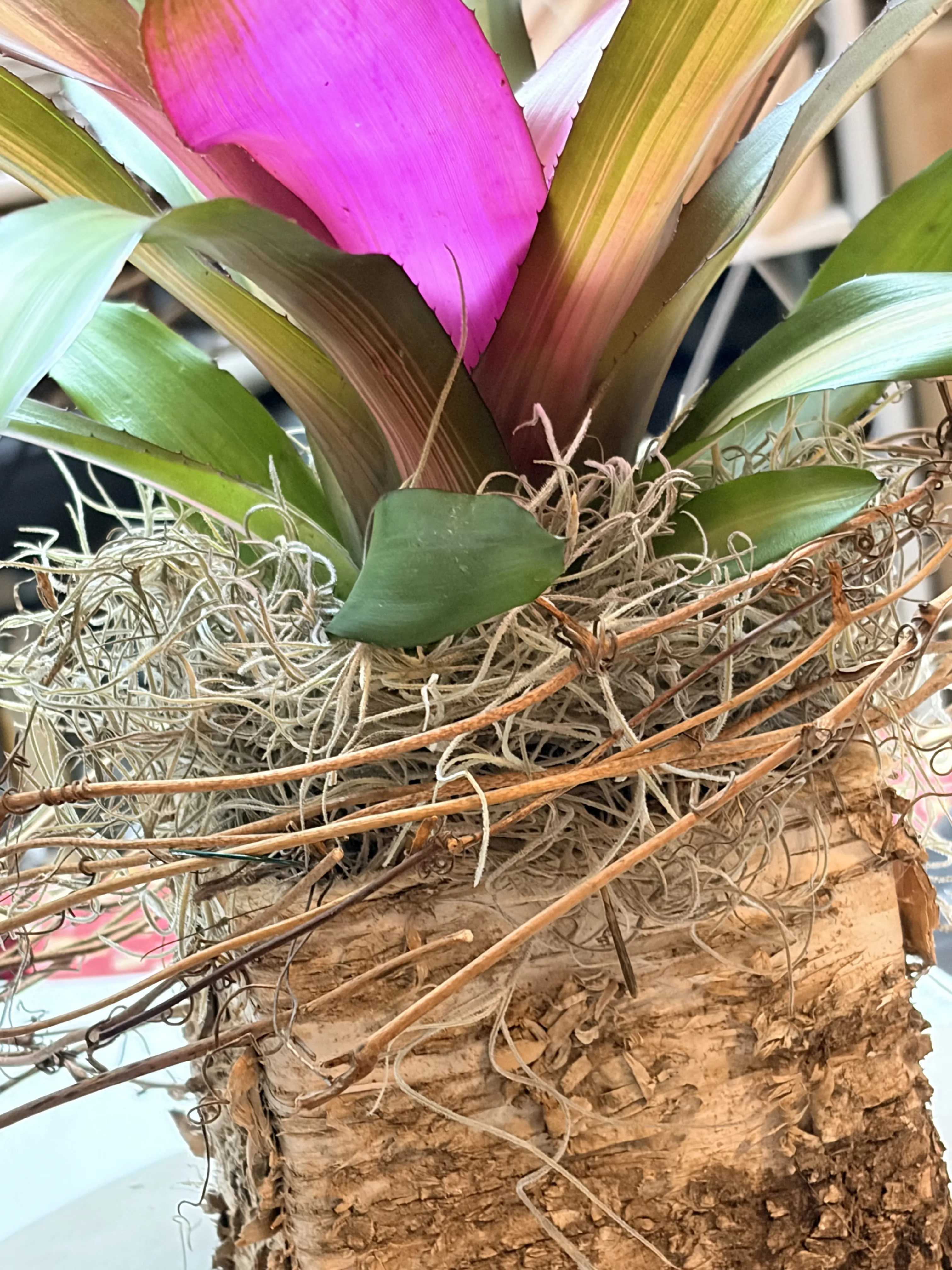 Study in Texture Bromeliad Box Study in Texture Bromeliad Box