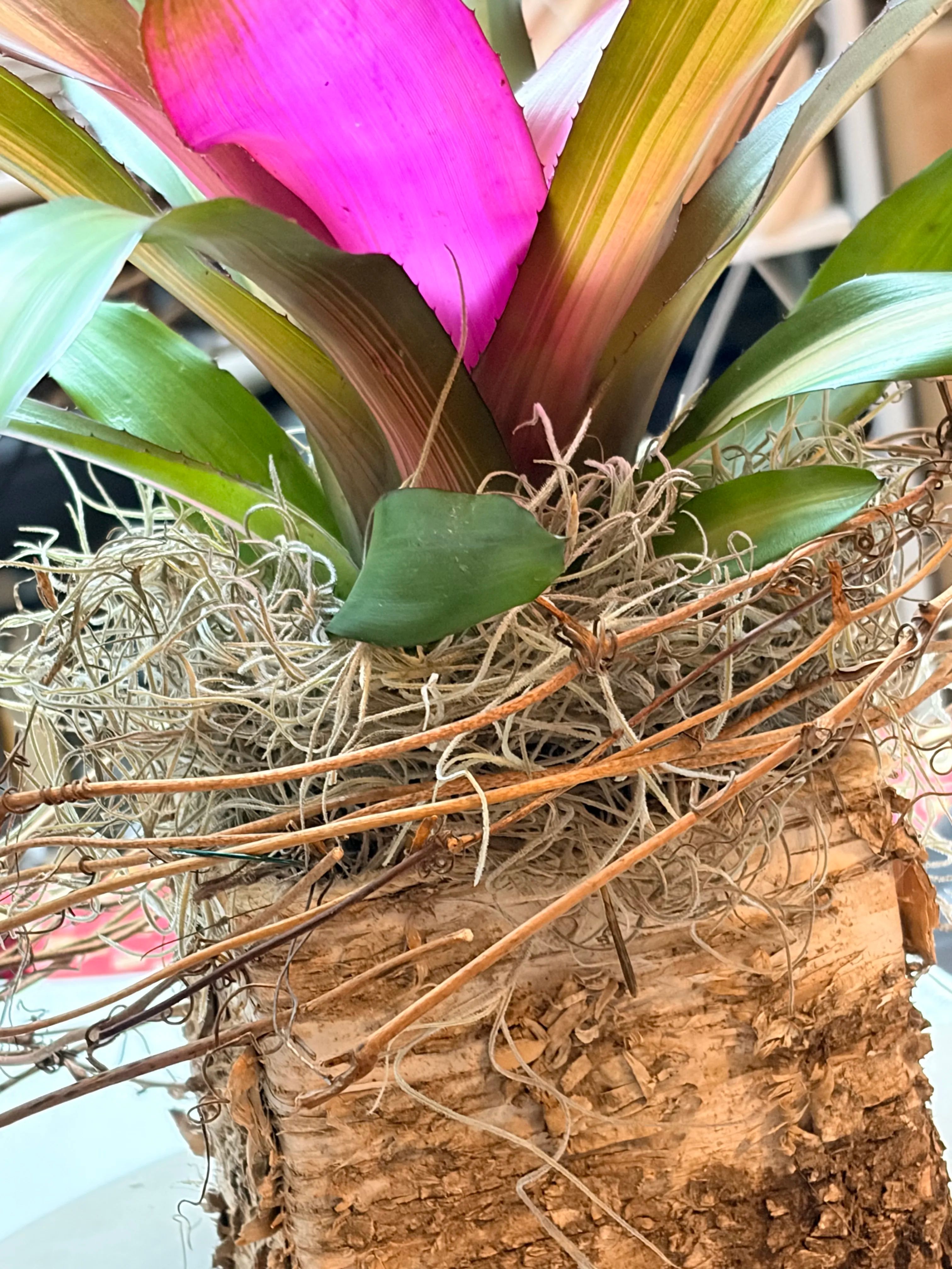 Study in Texture Bromeliad Box