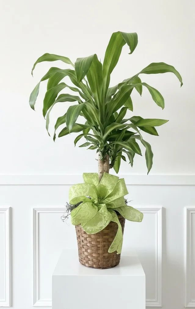 Dracaena fragrans 44" tall
