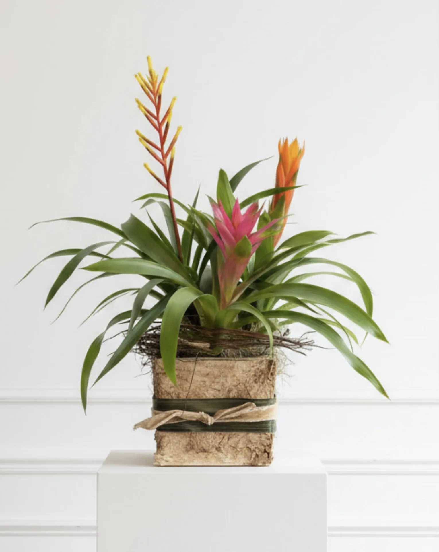 Tropic Splendor Bromiliad Box Tropic Splendor Bromiliad Box
