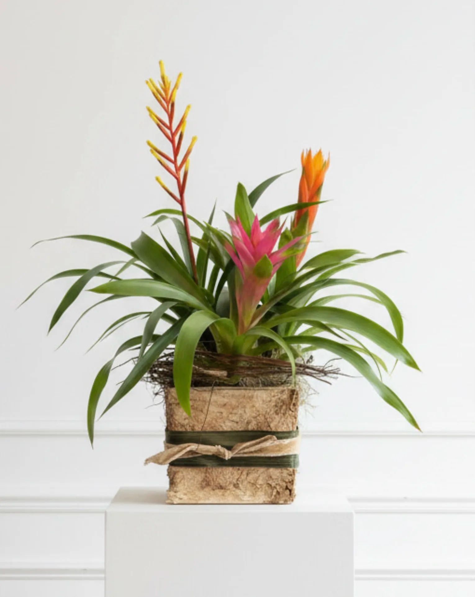 Tropic Splendor Bromiliad Box