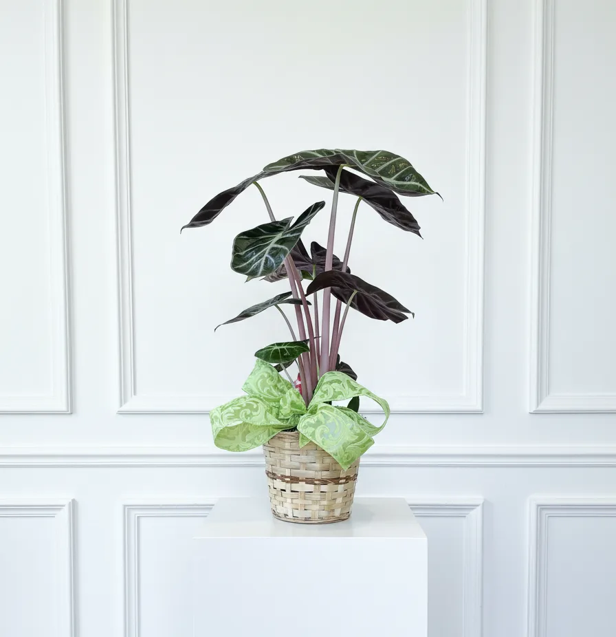 Alocasia (African Mask) Alocasia (African Mask)