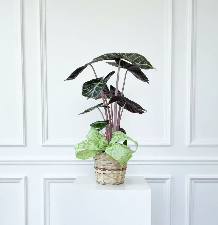 Alocasia (African Mask)