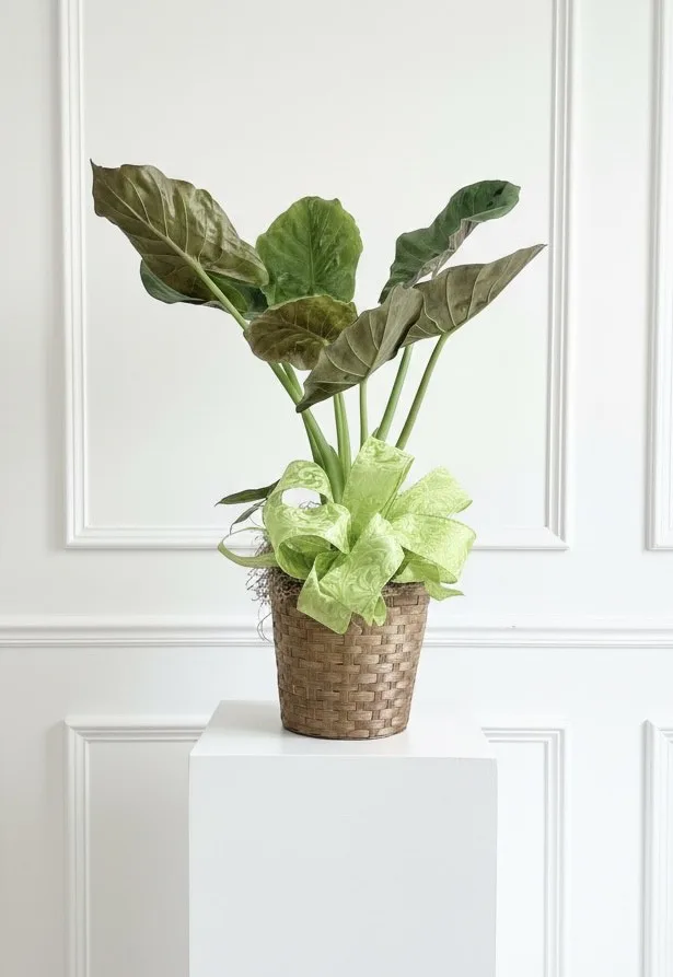 Alocasia wentii 33" tall Alocasia wentii 33" tall