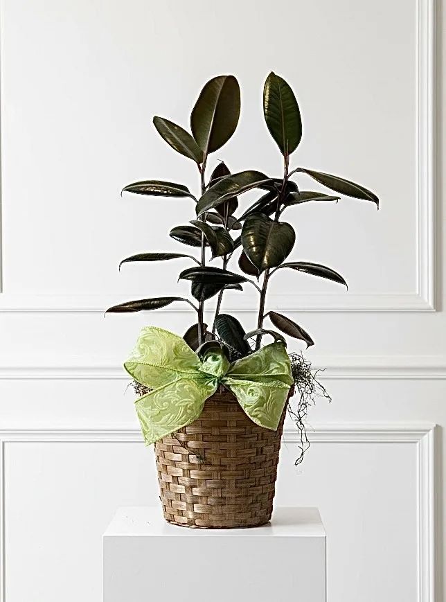 Ficus Rubber Tree Plant
