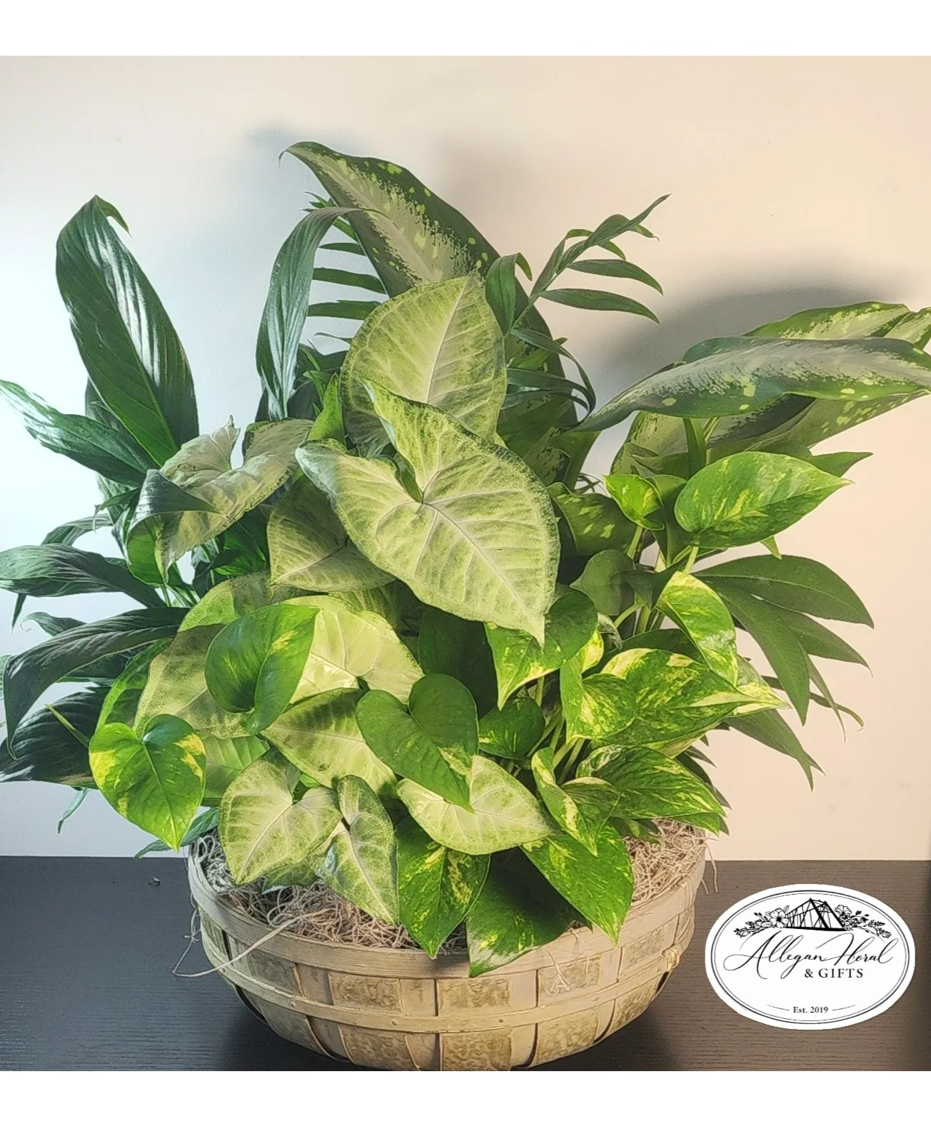 Limited Edition Dish Garden Plants Limited Edition Dish Garden Plants