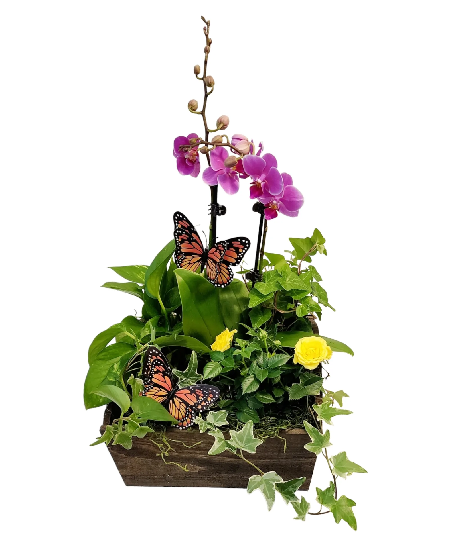 Blooming Dishgarden Plant Blooming Dishgarden Plant
