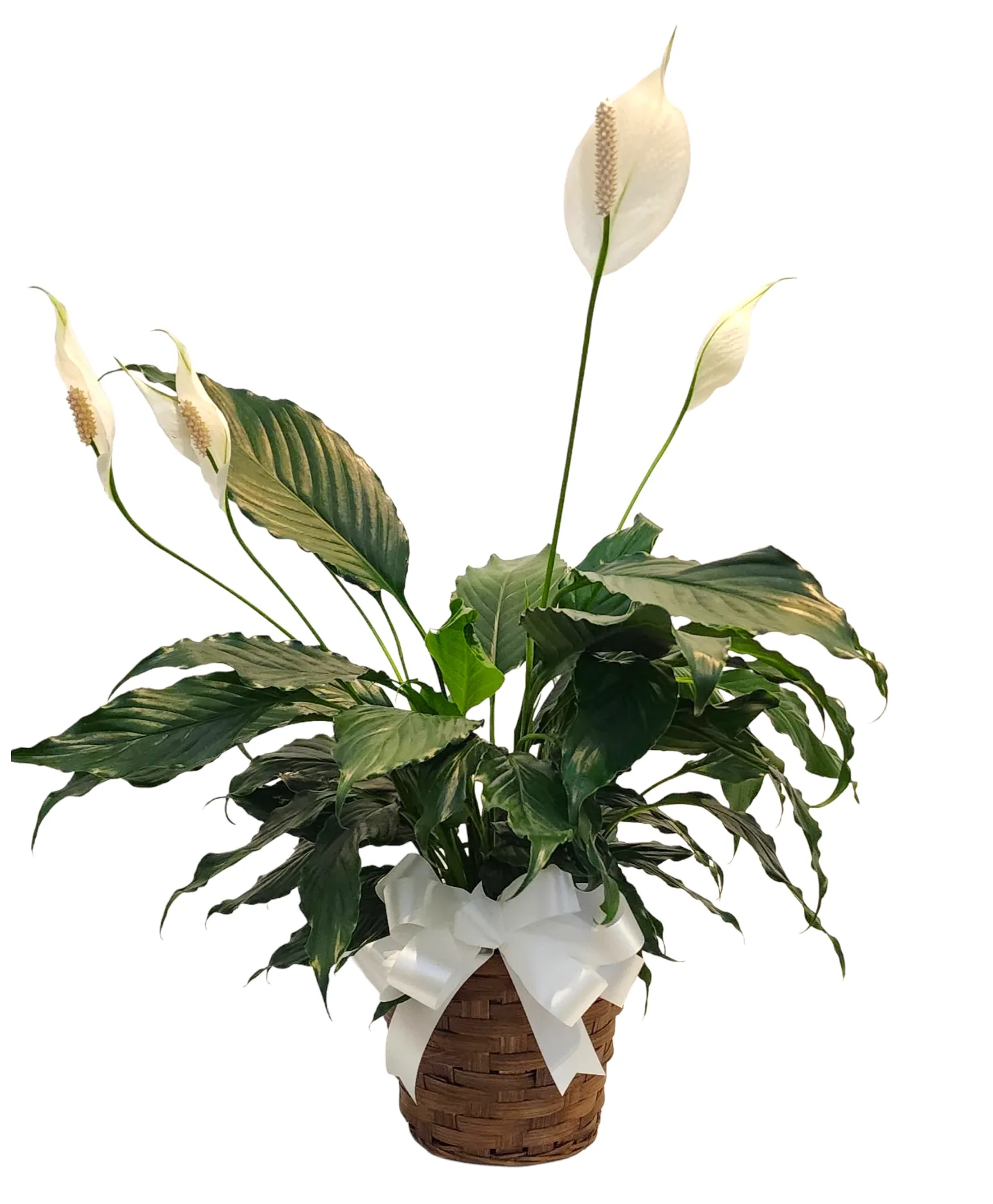 Blooming Peace Lily Houseplant Blooming Peace Lily Houseplant