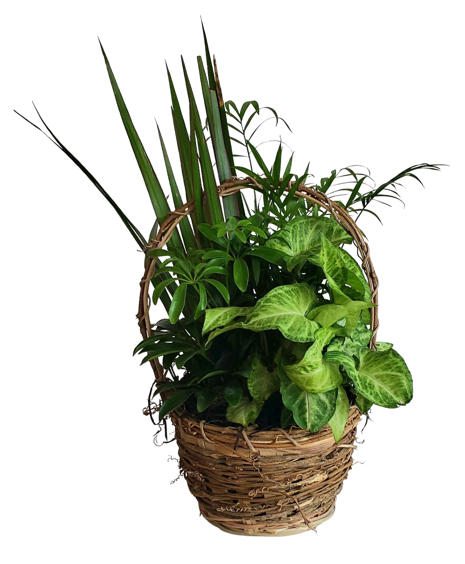 Small Basket Dishgarden Plant Small Basket Dishgarden Plant