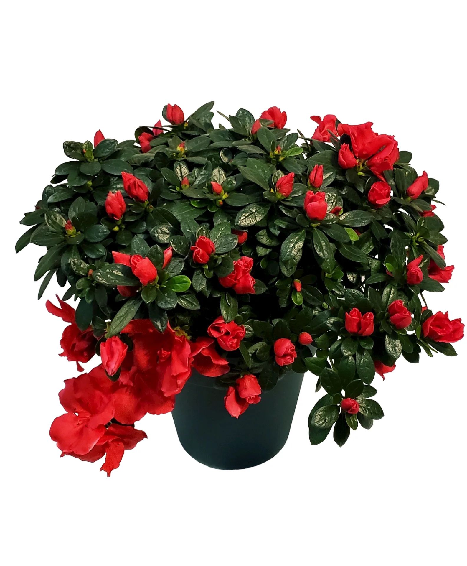Blooming Azalea Plant