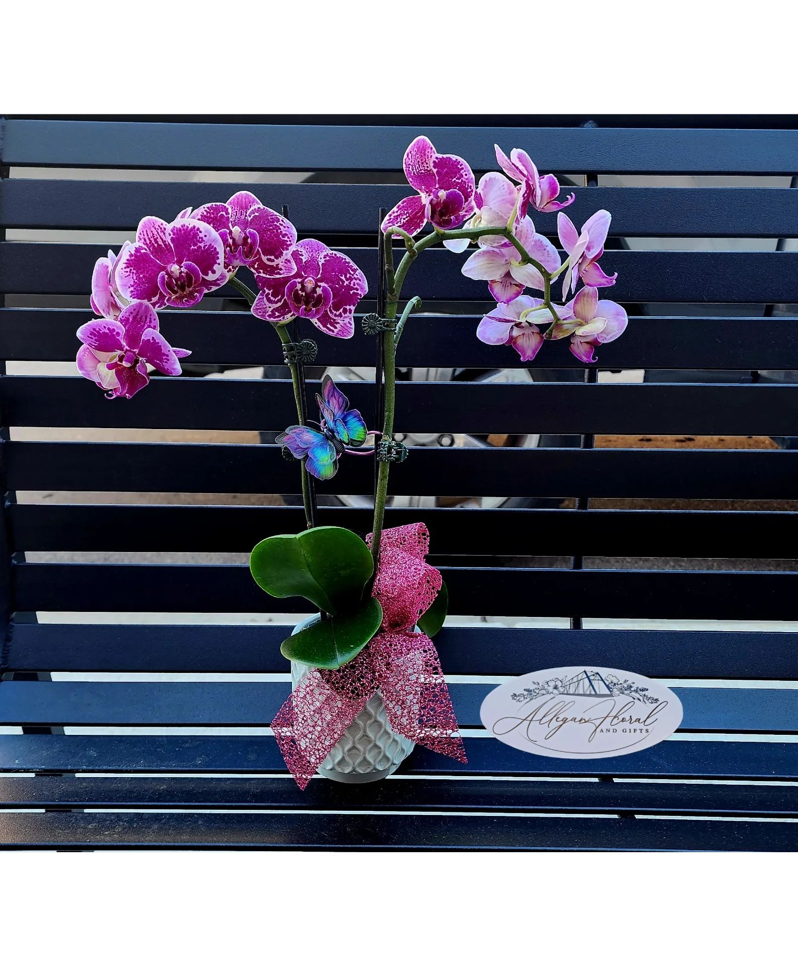 Butterfly Kiss Orchid Garden Blooming Planter