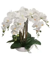 The Orchid Lady-692 All Sizes, Beautiful Containers The Orchid Lady-692 All Sizes, Beautiful Containers