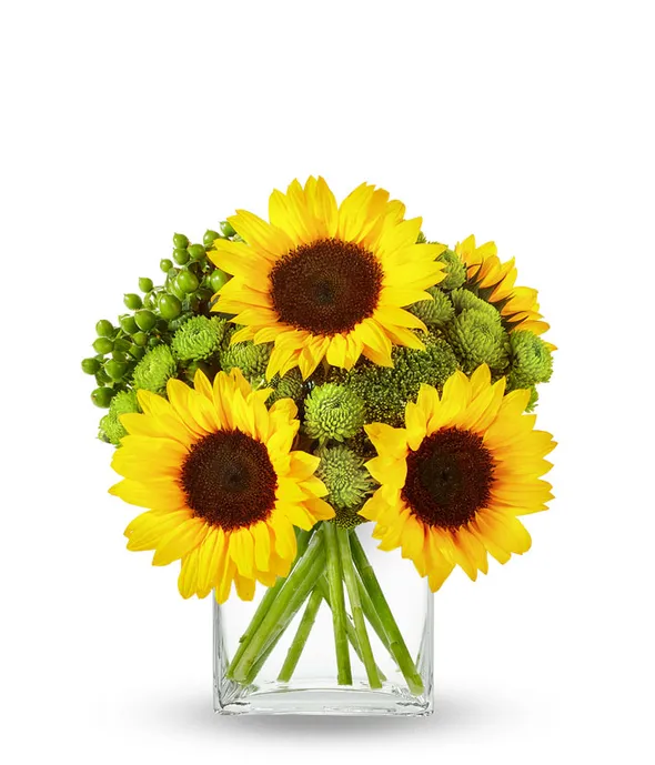 Sunflower Hills Sunflower Hills