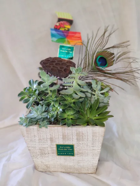 Box of Succulents Green Plant Box of Succulents Green Plant