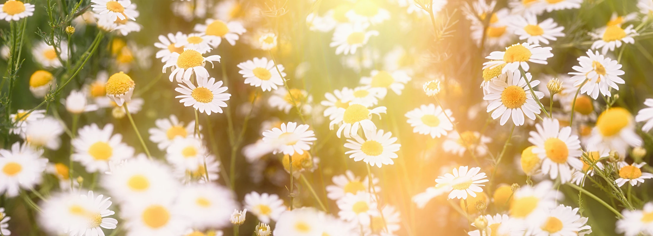 Featured flowers Featured flowers