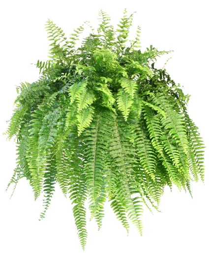 Boston Fern Hanging Plant Boston Fern Hanging Plant