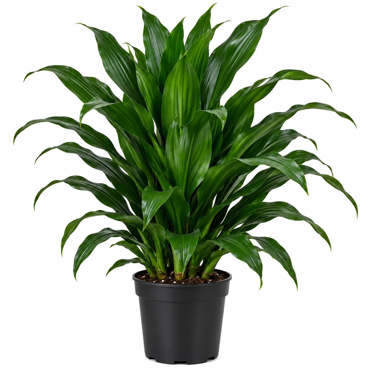 Dracaena Janet Craig