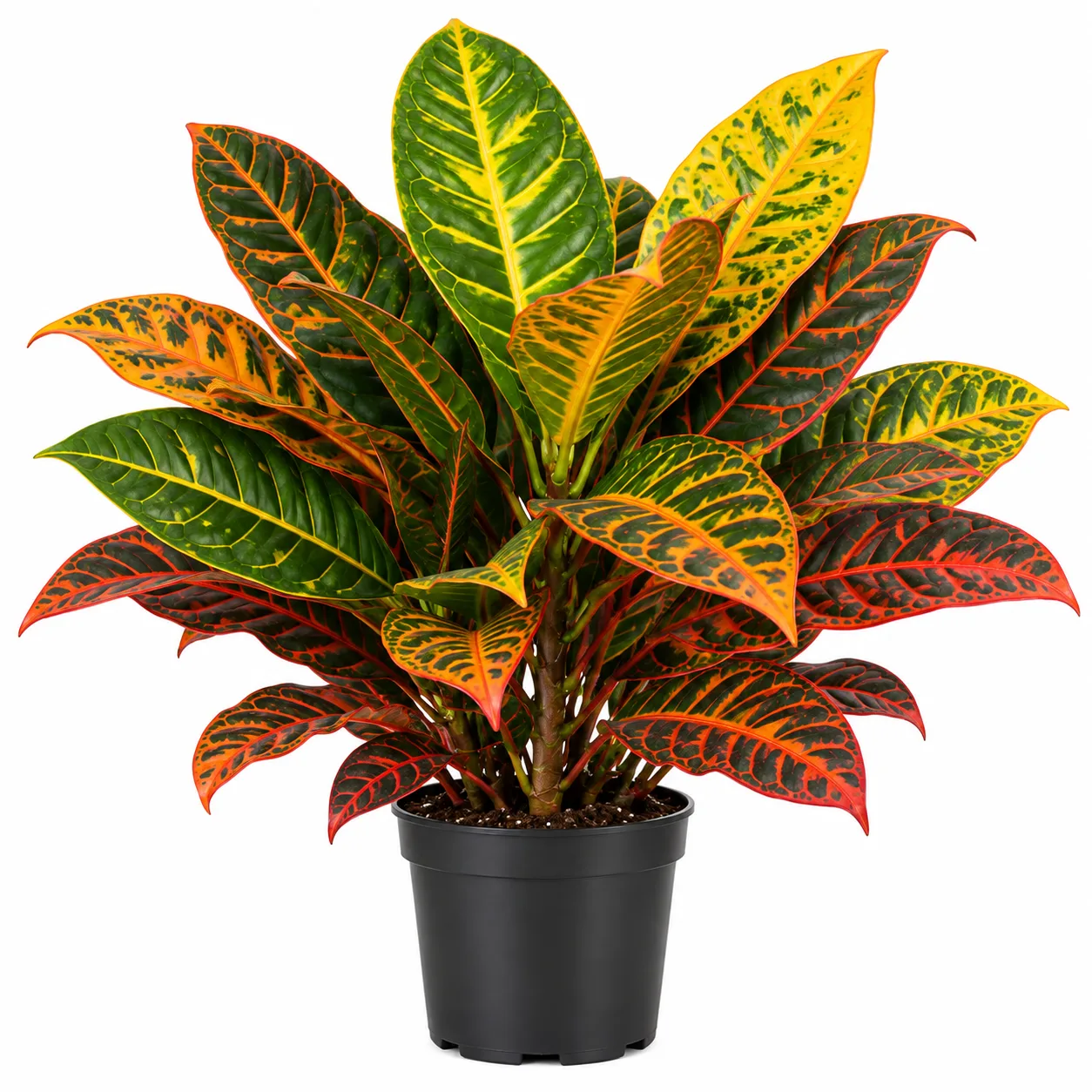 Croton Plant Croton Plant