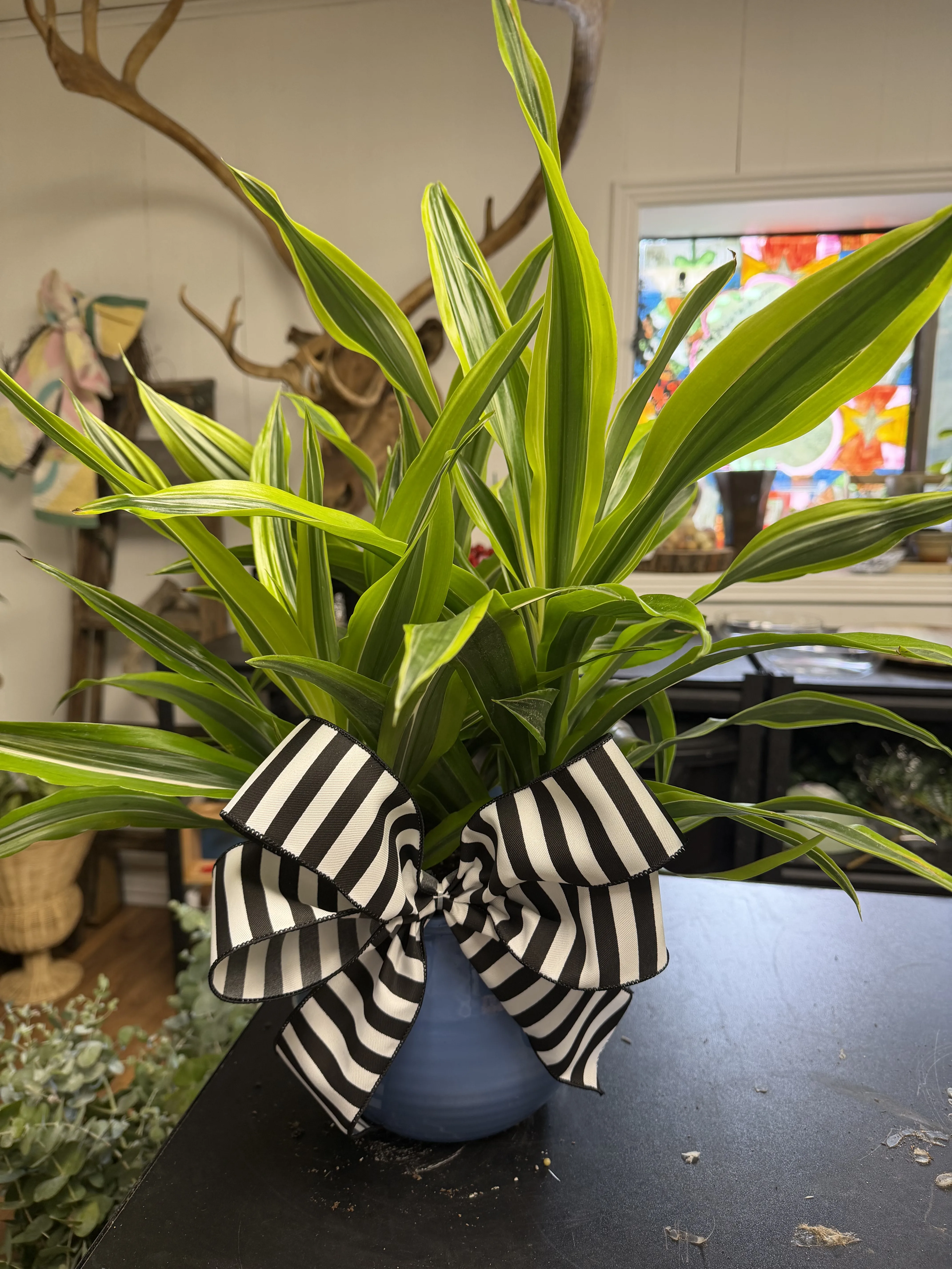 House Plant House Plant