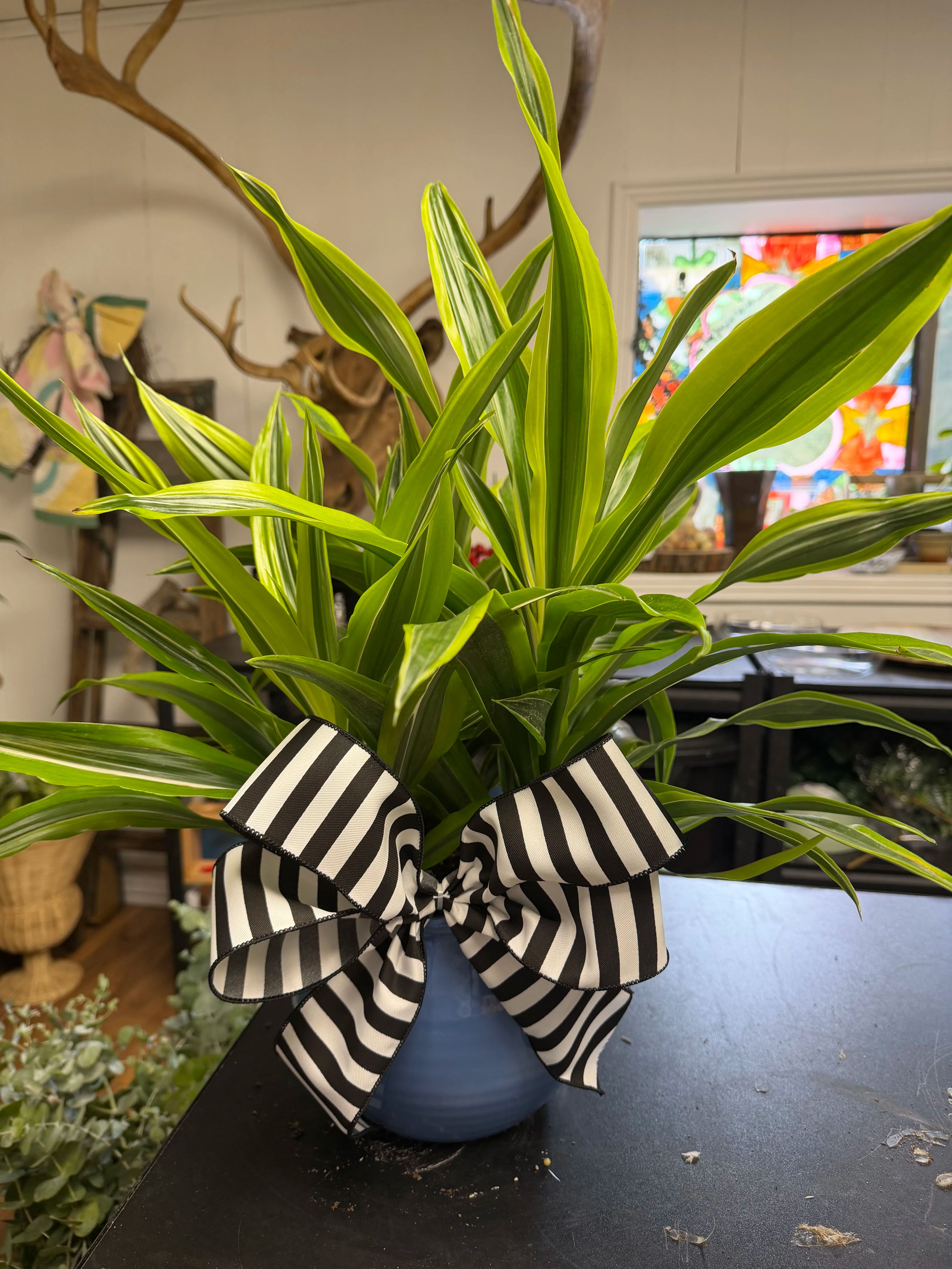 House Plant