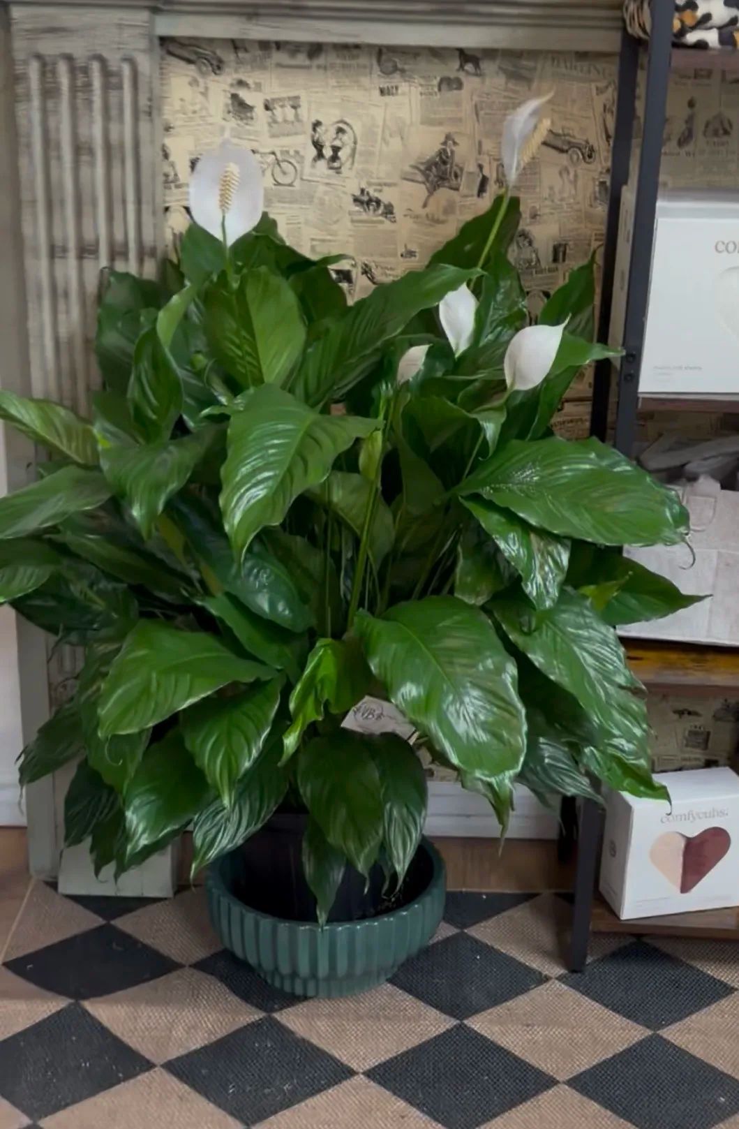 House Plant