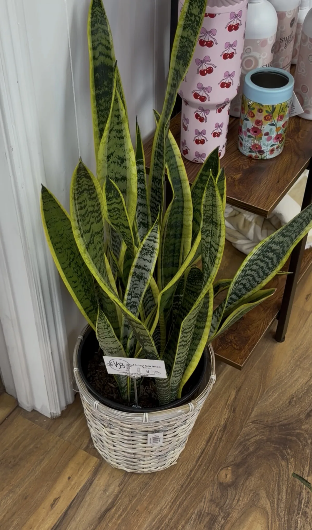 House Plant House Plant