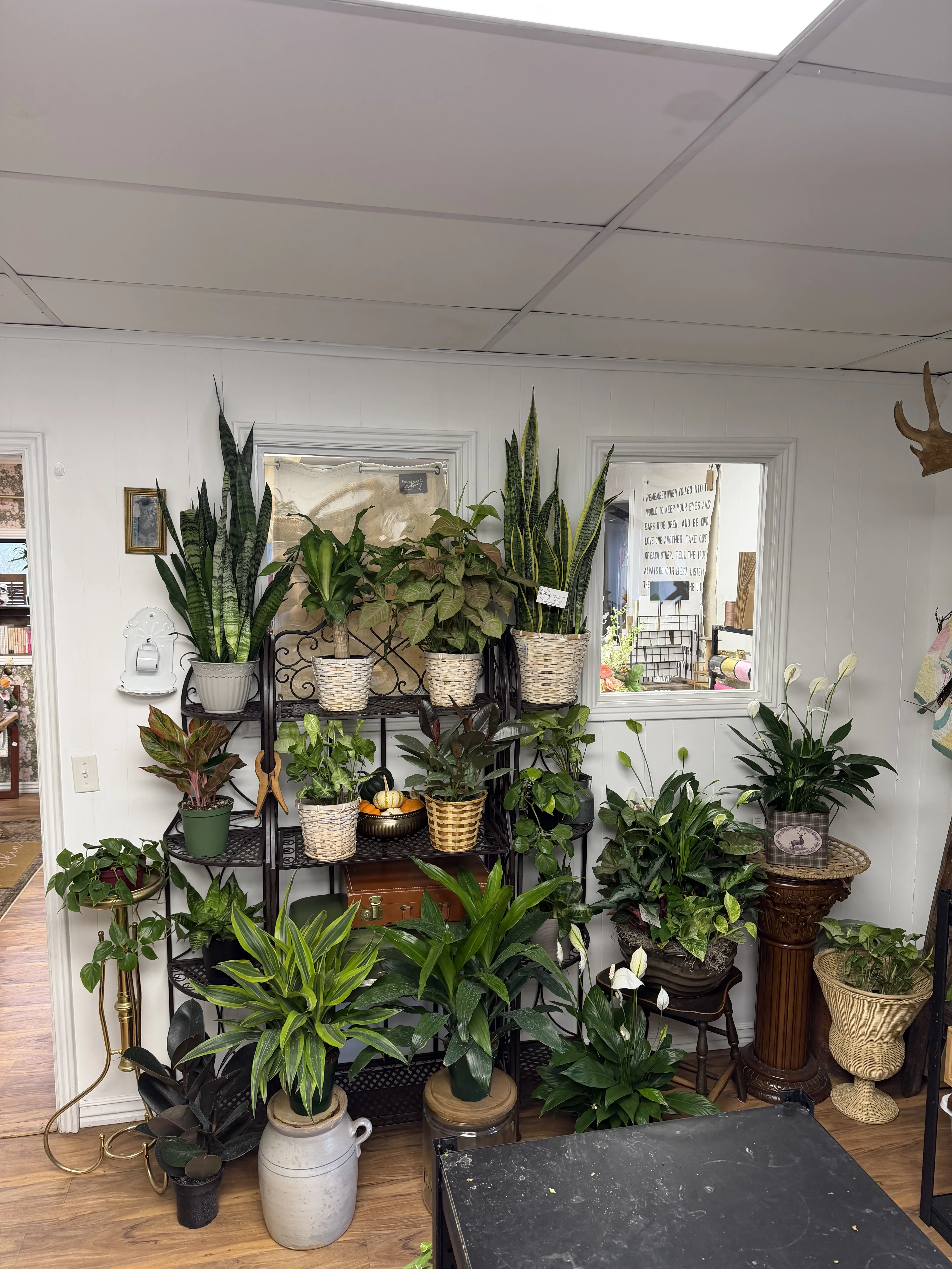 House Plant House Plant
