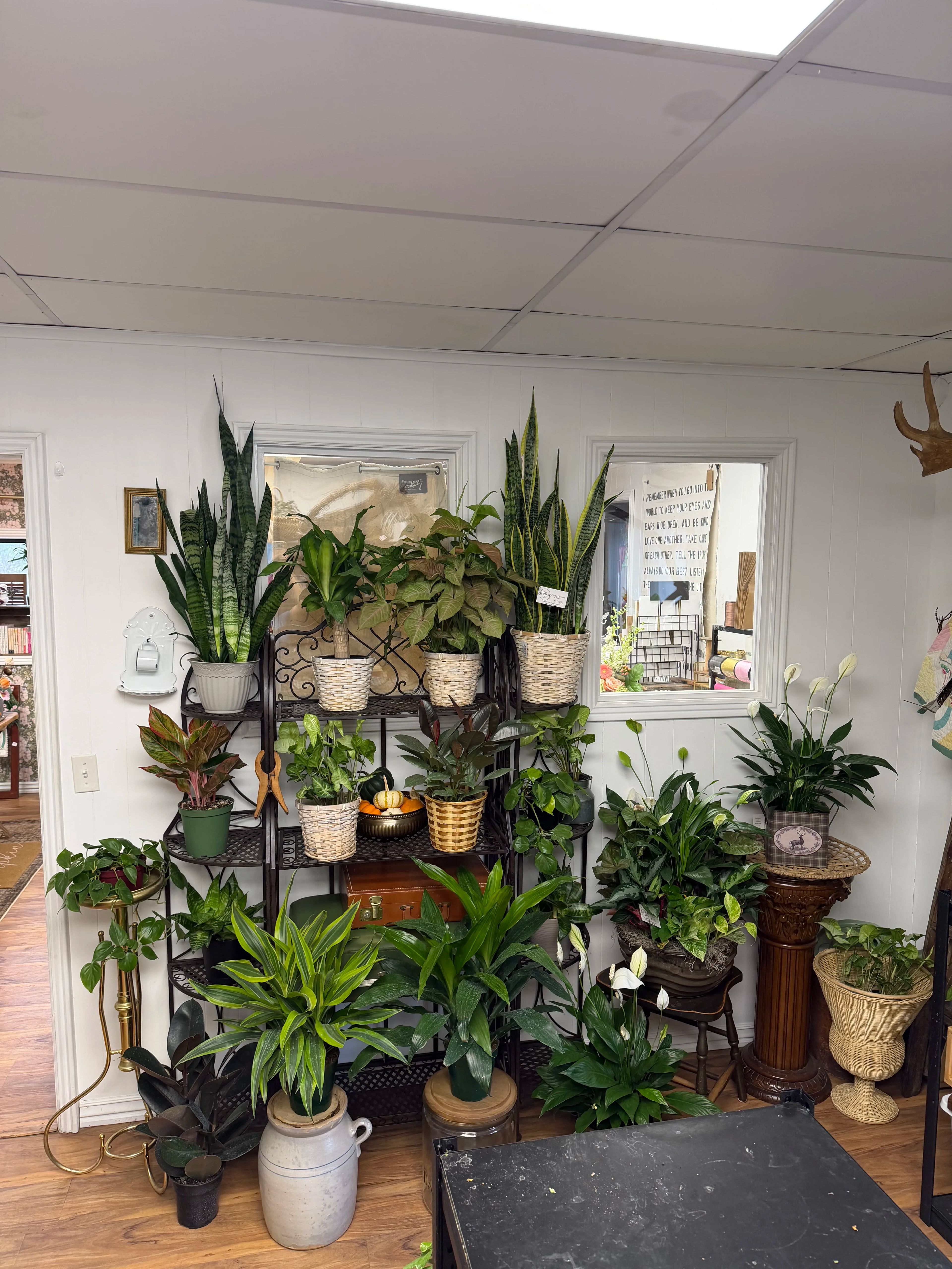 House Plant