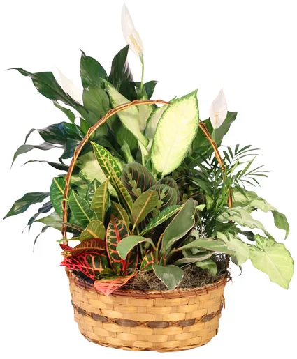 Plentiful Plant Basket Plentiful Plant Basket