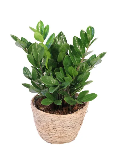ZZ Plant ZZ Plant