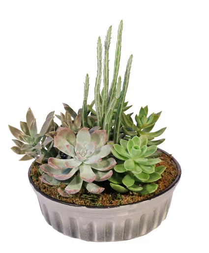 Showstopping Succulents Dish Garden Showstopping Succulents Dish Garden